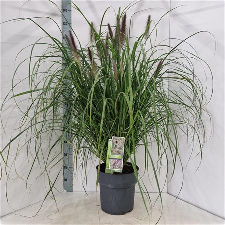 Pennisetum Al Black Beauty