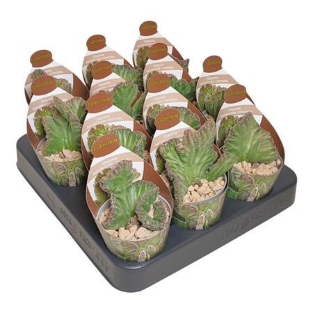 Stapelia Leendertziae Crestata Potcover