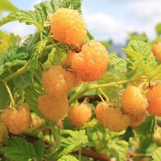 Малина садовая Беглянка в тубе