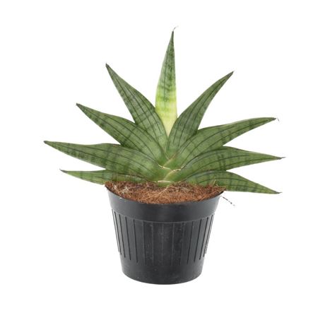 Sansevieria Helios