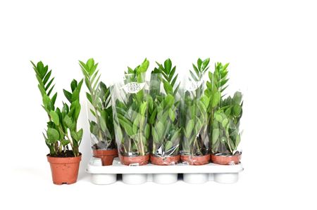 Zamioculcas 2+
