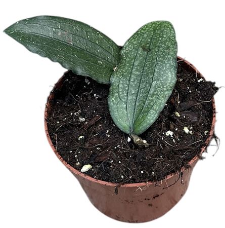 Hoya Erythrina