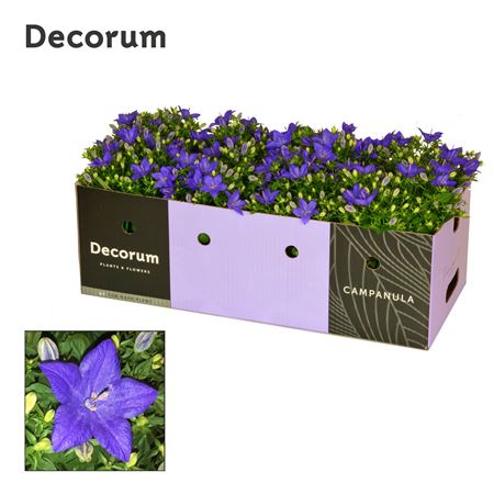 Campanula Iso Napoli Showbox (decorum)