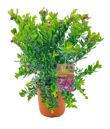 Полигала миртифолия