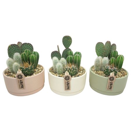 Cactus Mix In Pastel Bowl
