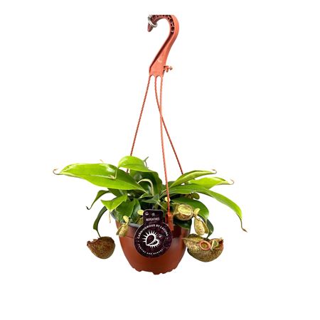Nepenthes Hookeriana 14 Cm In Hangpot