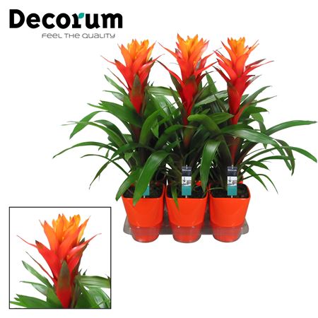 Guzmania Variada Luxe Ceramic (decorum)
