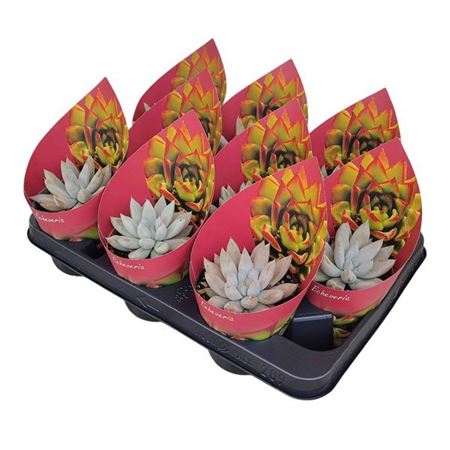 Echeveria Tolimanensis Potcover