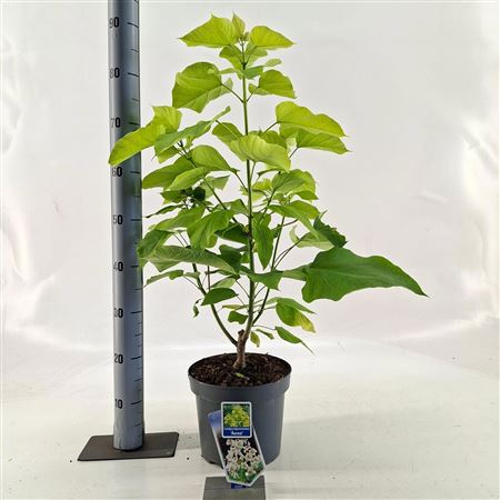 Catalpa Bignon Aurea