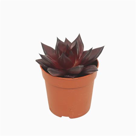 Echeveria Atlas
