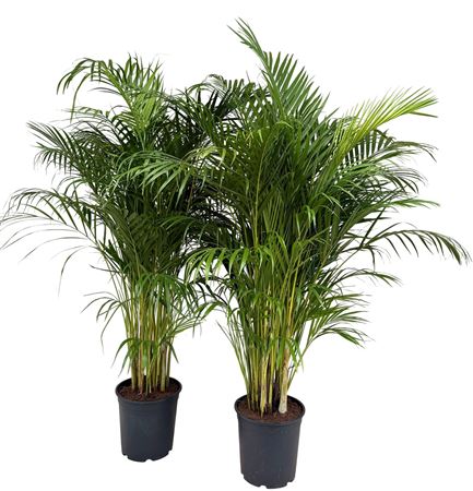 Dypsis Lutescens 20+