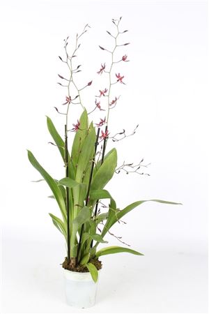 Oncidium 3st Mieke Von Holm Smelling