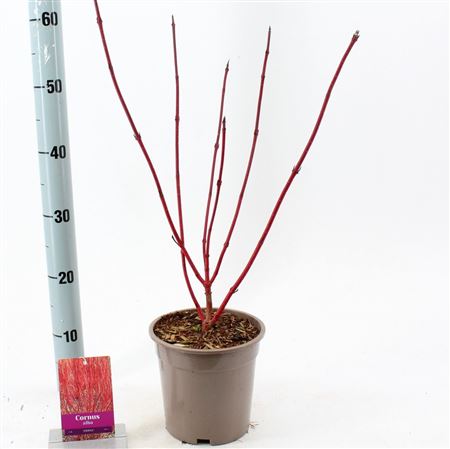 Cornus Alba Sibirica