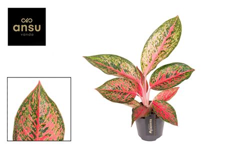 Aglaonema Lychee Red