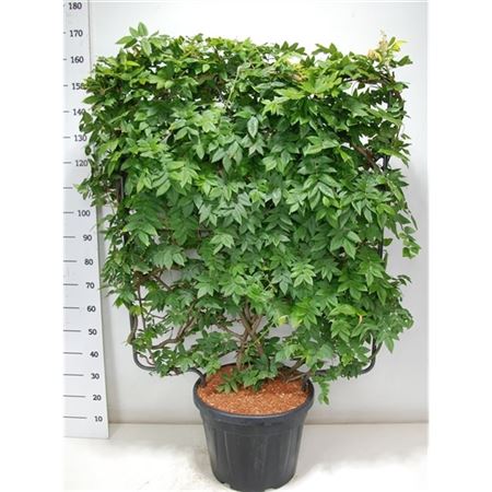 Wisteria Brach Yokohama Fuji