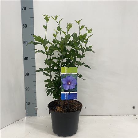Hibiscus Syr Oiseau Bleu