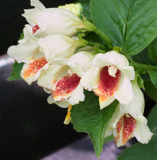 Вейгела миддендорфа