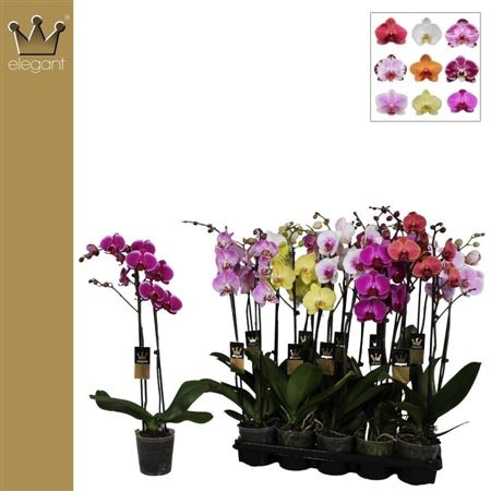 Phal 2st Mix 16+(benard)