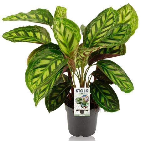 Calathea Moonlight