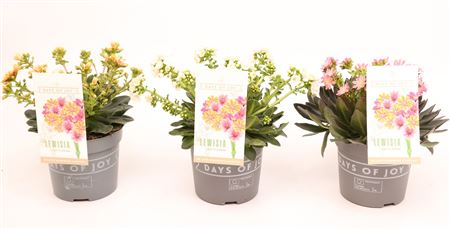 Lewisia Mountain Dreams