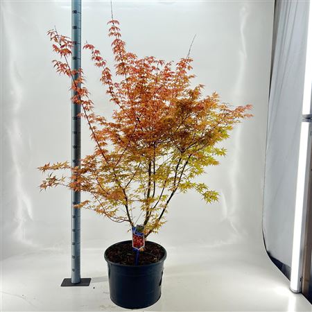 Acer Palm Katsura