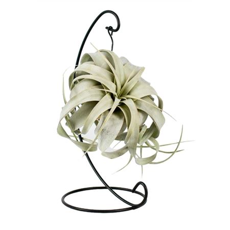 Tillandsia King Xero Hanger