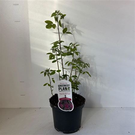 Lespedeza Thunbergii