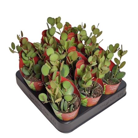 Xerosicyos Danguyi-with Potcover Potcover