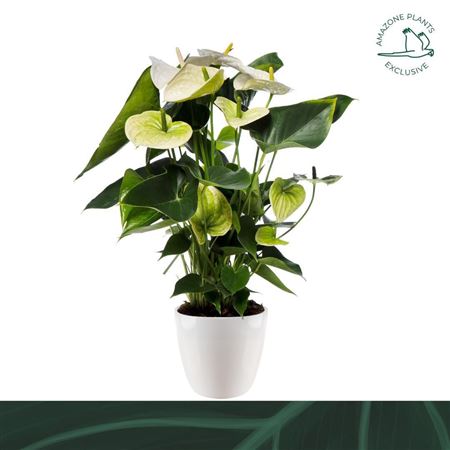 Anth An White 6+ Ceramic (amazone)