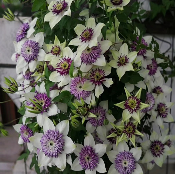 Клематис цветущий Зиболди