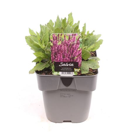 Salvia Nemorosa Pink Rianne