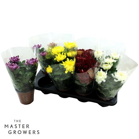 Chrys Deco Cosmo Mix 3pp