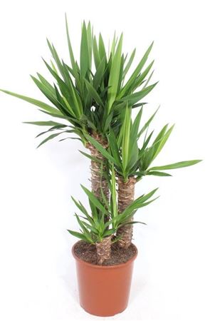 Yucca 60-40-20