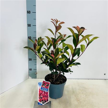 Photinia Fras Carré Rouge