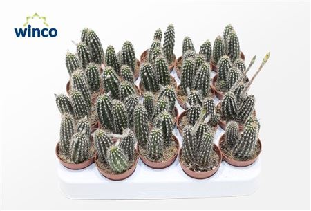 Setiechinopsis Mirabilis