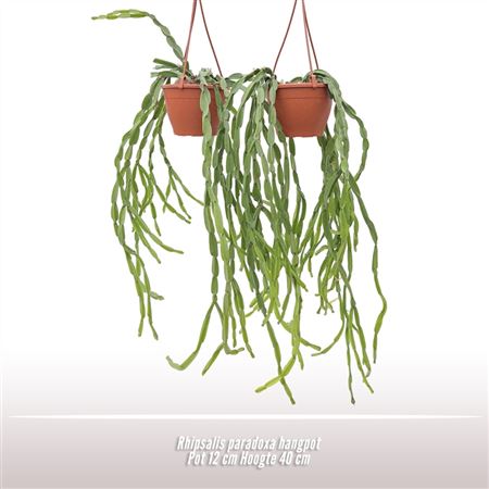 Rhipsalis Paradoxa Hanging Pot