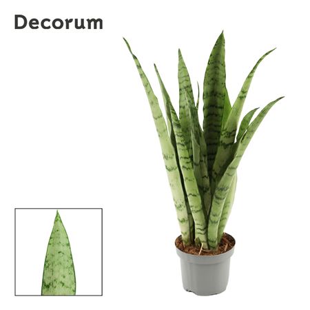 Sansevieria Peppermint 9 (decorum)