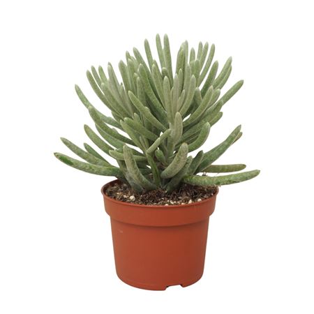 Senecio Scaposus 1