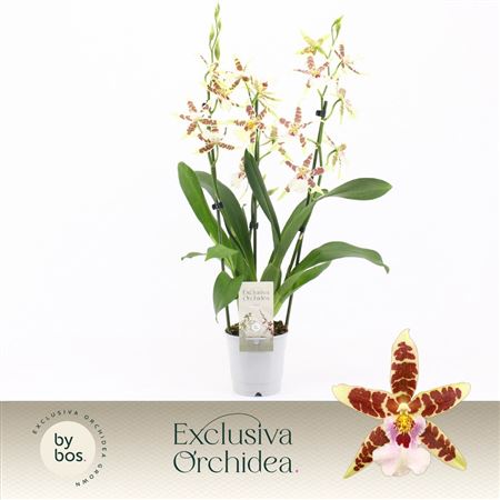 Cambria 3st White Renaissance Exclusiva Orchidea
