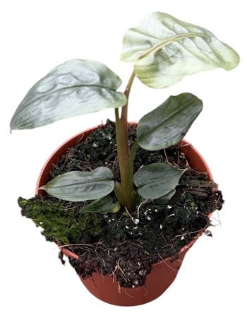 Alpina Rugosa