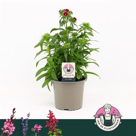 Dianthus Barbatus Dart Red White Picotee