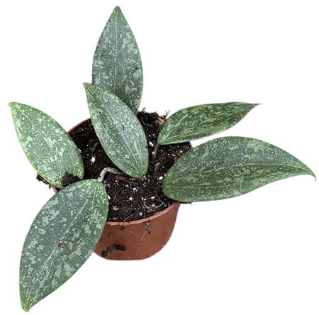 Hoya Wibergiae