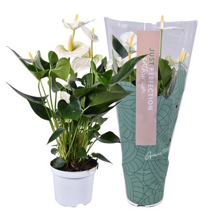 Anth An Cocos 5+ Just Perfection (xl Flowers)