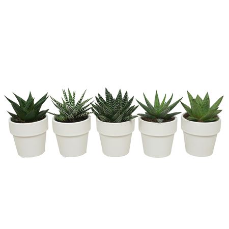 Aloe Haworthia Mix In White Pot