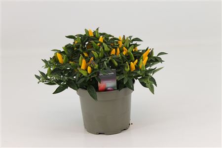 Capscium An Torero Yellow