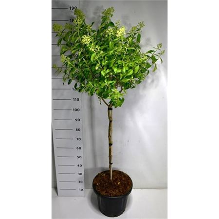 Гортензия Pan Little Lime на стебле