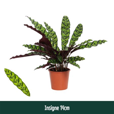 Calathea Insigne Lancifolia