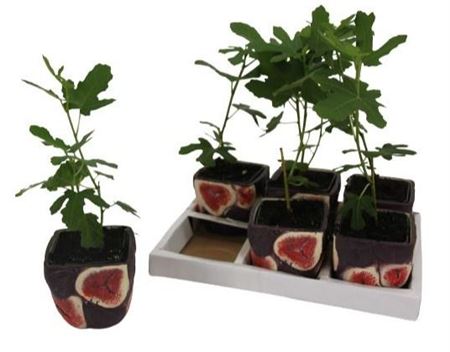 Ficus Carica In Ceramic