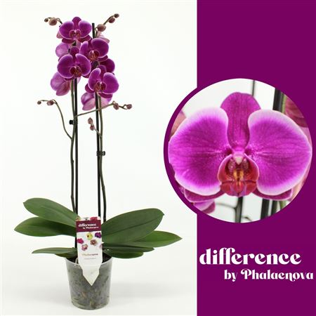 Phal 2st Durban 14+ (phalaenova)