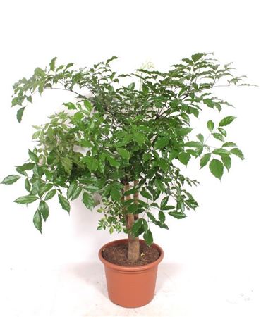 Heteropanax Chinensis